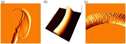 06-mouse-sperm-cells-afm-2