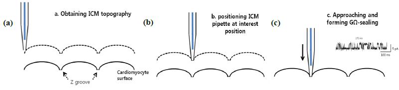 16-targeted-patch-clamping-with-scanning-ion-conductance-microscopy-afm-1