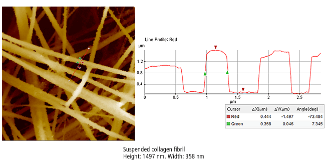 Suspended-collagen-fibril